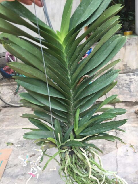 Hoa phong lan  vanda thái hoa tết