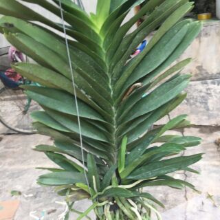 Hoa phong lan  vanda thái hoa tết