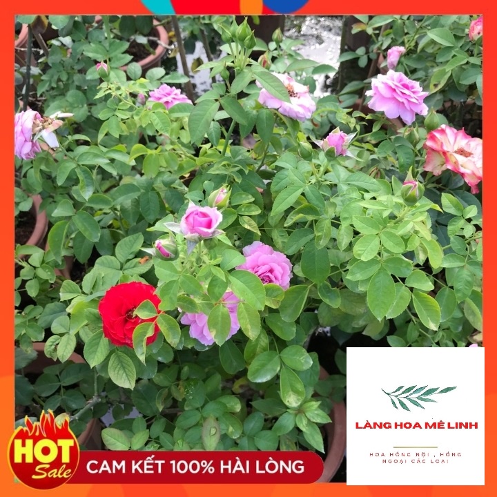 Hoa hồng ngoại Blue Sky rose [☂️TÍM THỦY CHUNG☂️]  – Hoa hồng Nhật tím xanh tuyệt đẹp, tán rộng, nhiều nụ, hoa sai.