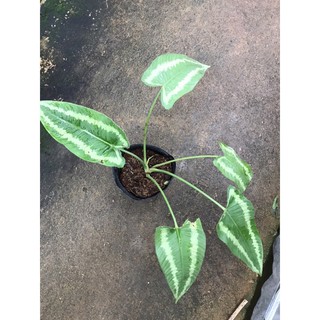 Chậu cứng môn  Mường Thái xanh