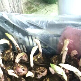 Combo 3 củ hoa ly cao thơm màu hồng