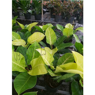 Cây Trầu Bà Đế Vương Vàng