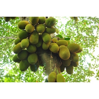 Cây giống mít tố nữ Malaysia- Cây ghép nhanh cho trái- Cây hoa kiểng Đồng Tháp