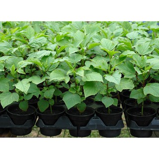 Phân trùn quế bịch 1kg