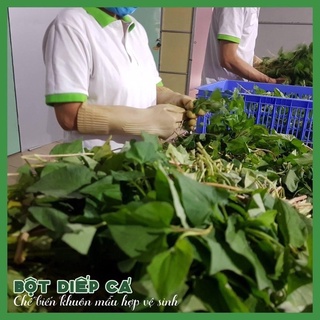 Bột diếp cá sấy lạnh hàng công ty