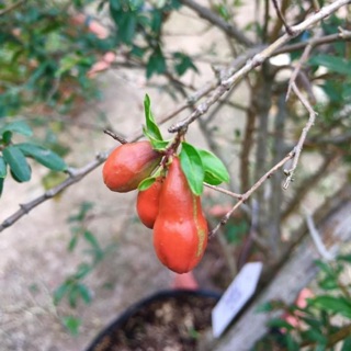 Cây lựu tím