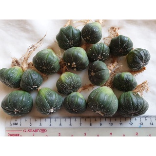 Xương rồng Aster nhiều chấm (size 2,5-3,5 cm)