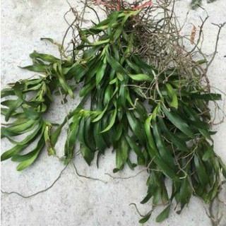 Quế trắng tháng 8,quế lan hương