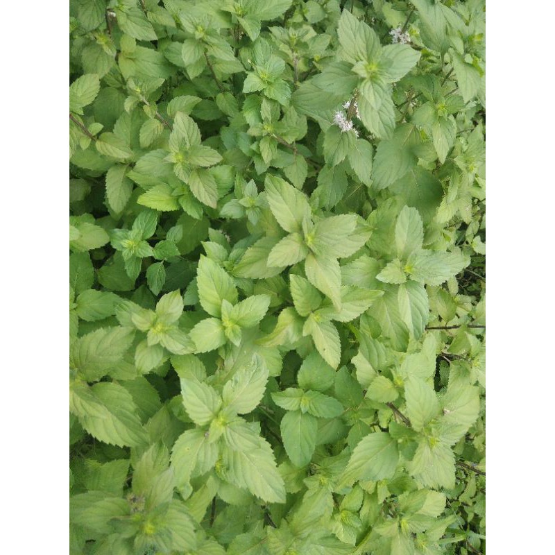 Cây bạc hà Âu giống