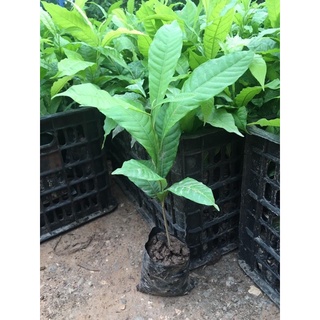 Vú Sữa Hoàng Kim 20cm