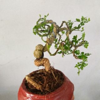 Cây Cần Thân Mini ( đã bao gồm chậu )