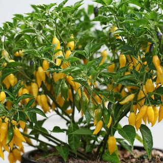 hạt giống ớt chanh lemon mỹ 10h
