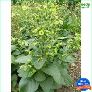 ( HÀNG CHUẨN ) 10h Hạt Giống Cây Thuốc Lào (B3.105| C26*X32)