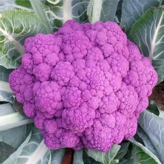 Hạt giống bông cải tím purple cauliflower 228