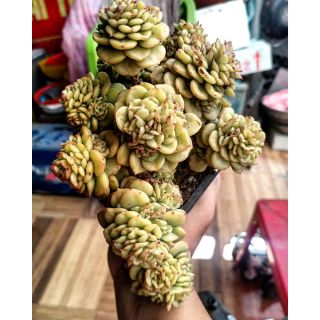Sen đá mẫu đơn - Echeveria Nuda