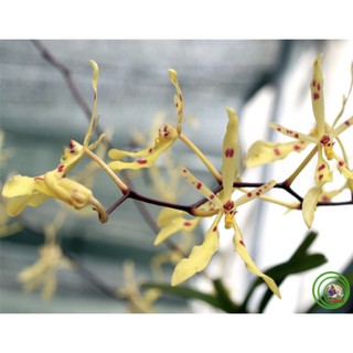 Lan phượng vỹ tuyết nhung