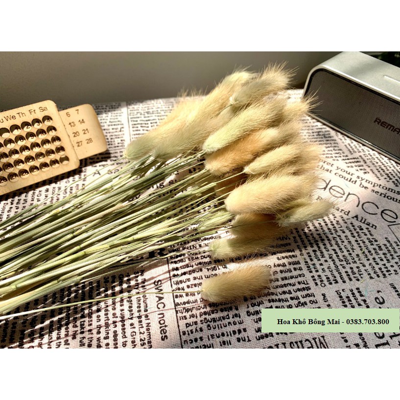 🌸Loại đẹp🌸 Combo Hoa khô CỎ ĐUÔI THỎ Lagurus Bunny Tails màu tự nhiên decor phong cách vintage