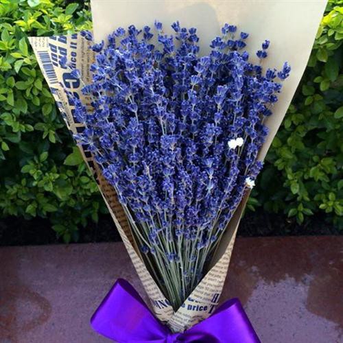 Bó hoa Oải Hương Lavender Pháp làm quà tặng