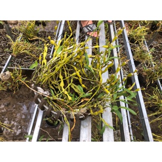 Phong lan Chuỗi ngọc (giò)