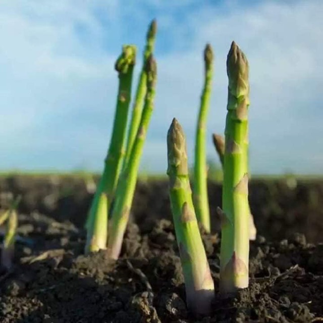 Hạt giống măng Tây xanh 5gr