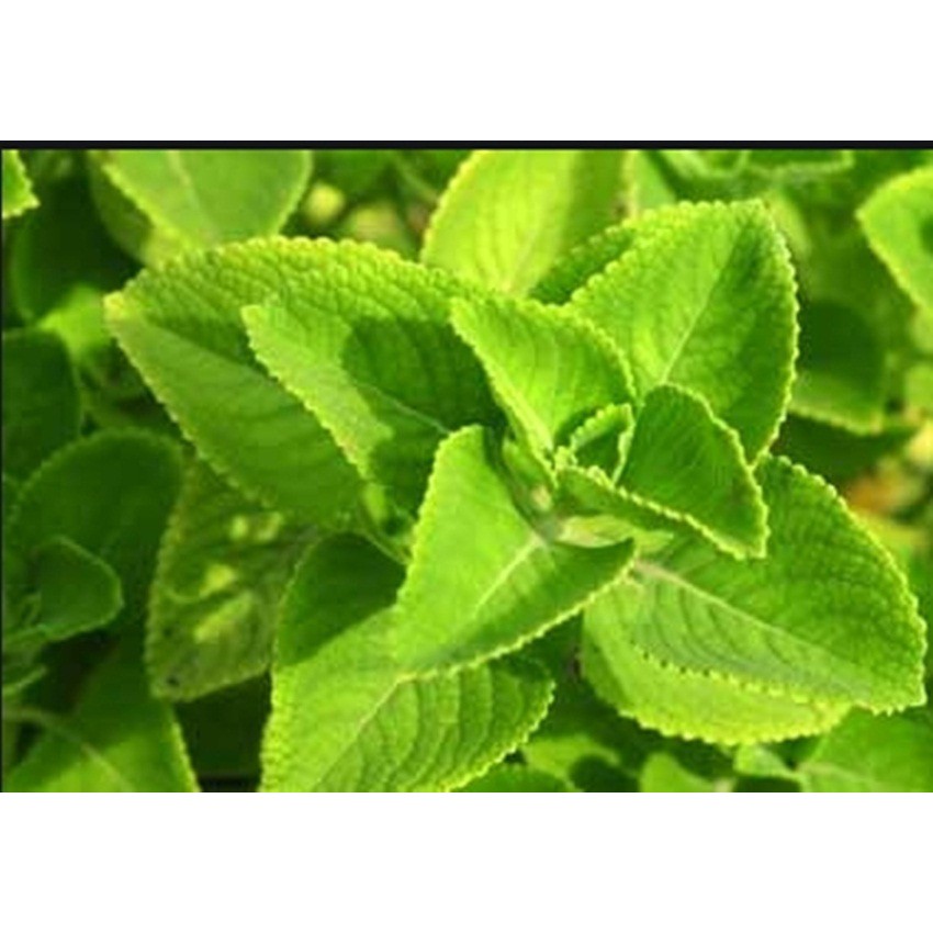 Hạt giống húng chanh mỹ