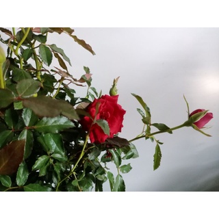 Cây hoa hồng siêu nụ ( hàng đẹp) cao 30-40cm