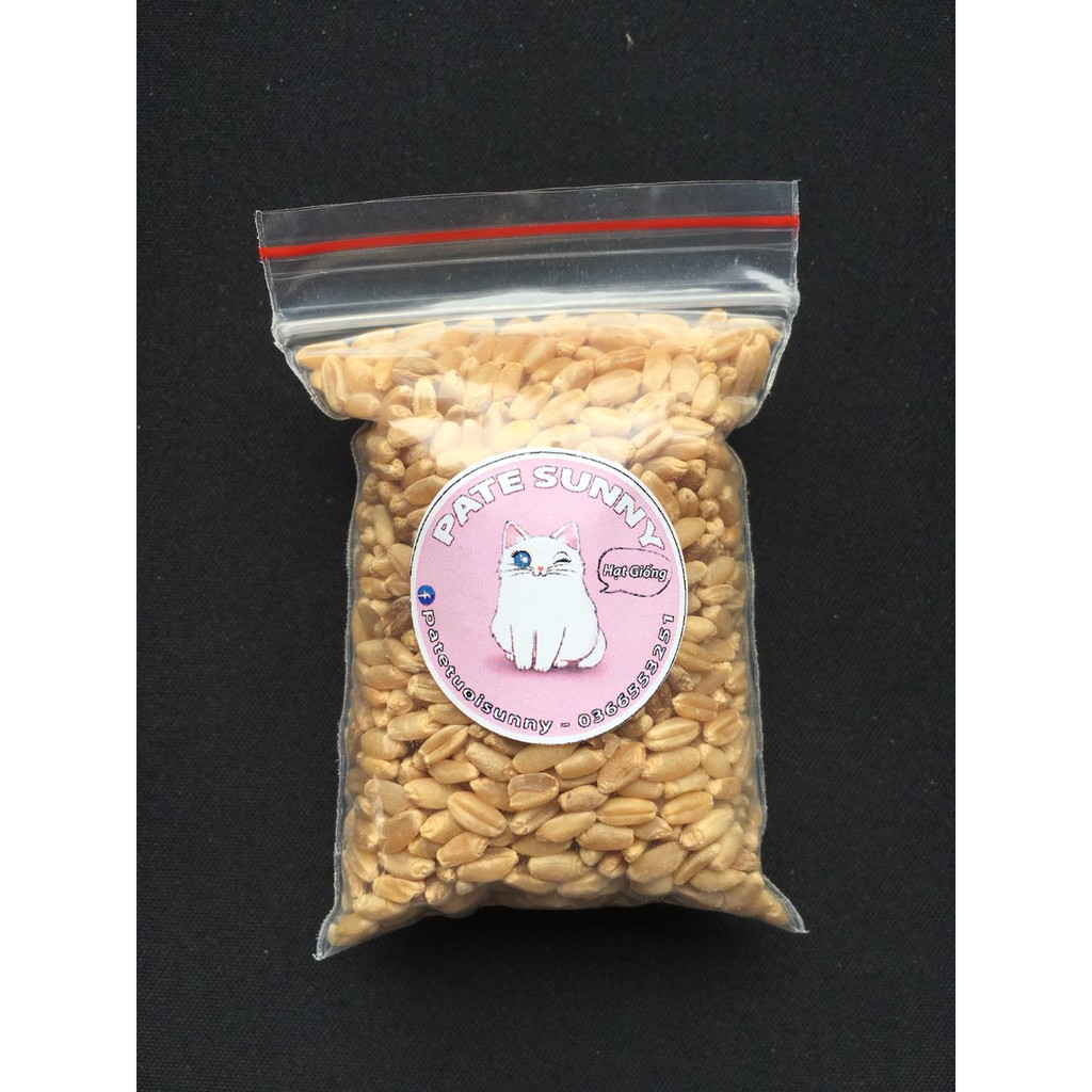 40gr hạt giống lúa mạch/cỏ mèo
