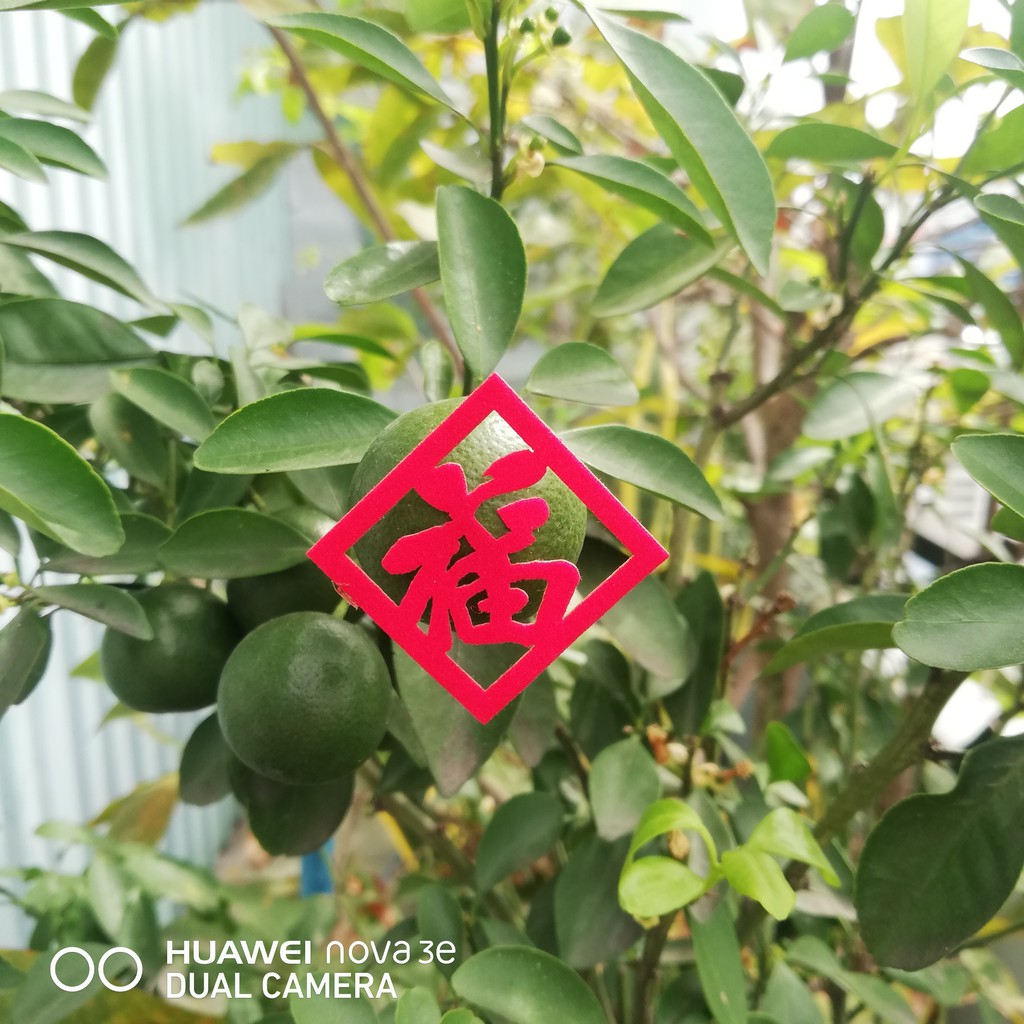 [HÀNG TẾT] CHỮ DÁN TRÁI CÂY SIZE 3X3CM - NK