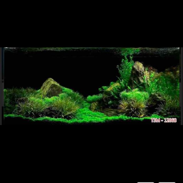 Tranh 3D dán trang trí bể cá cảnh