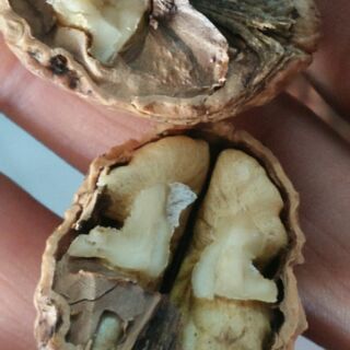 1kg óc chó nếp.