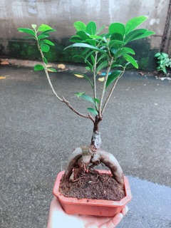 Chậu Cây Si Bonsai