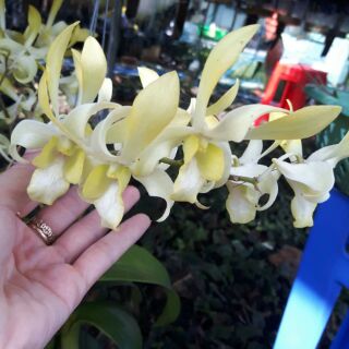 Hoa lan thỏ vàng