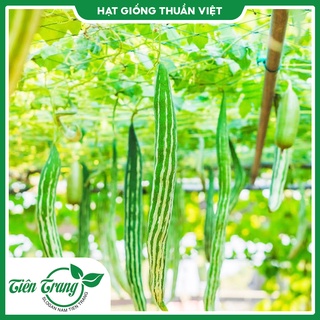 Hạt giống khổ qua tây tn - 70