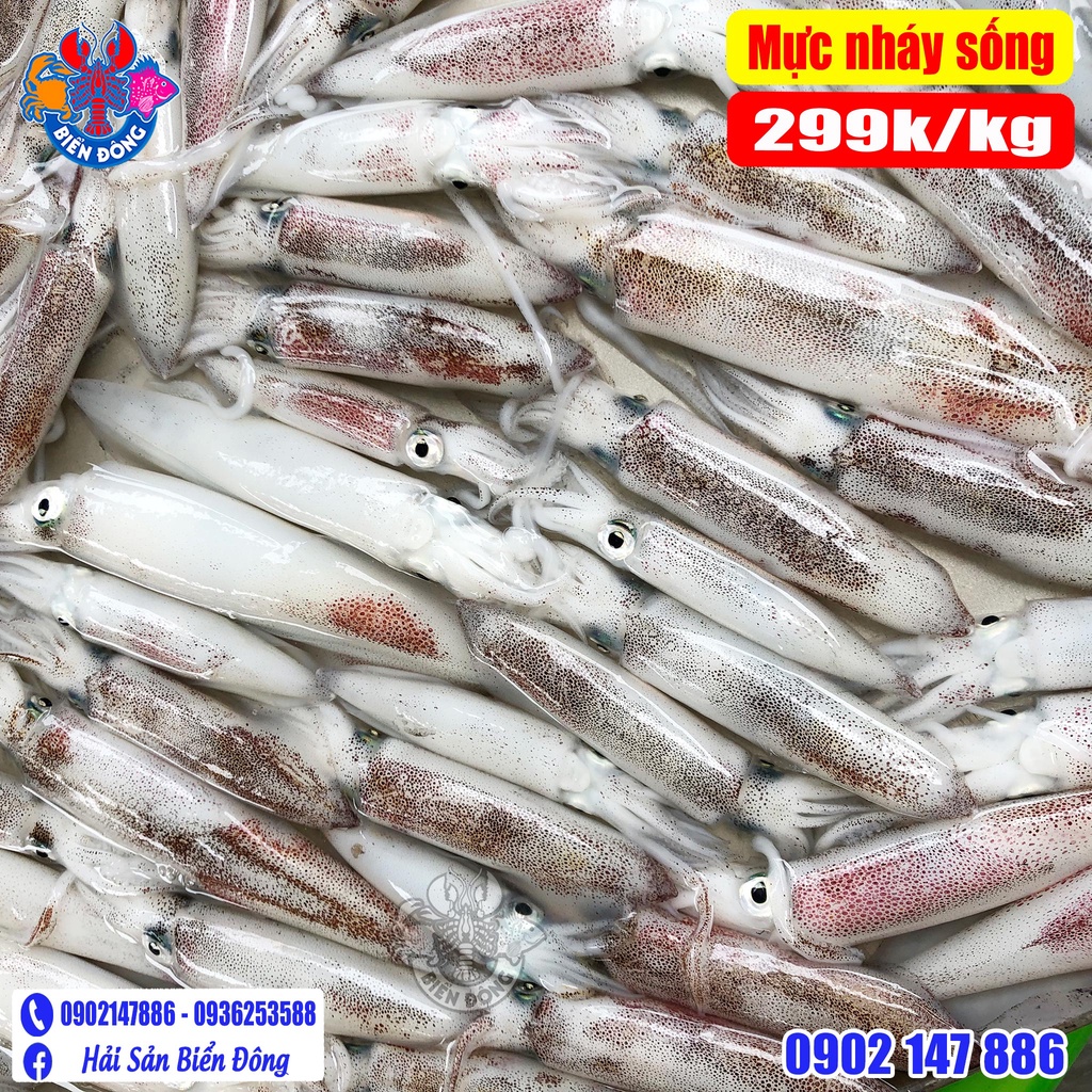 MỰC NHÁY PHÚ QUỐC loại 8-10 con/kg có hỗ trợ sơ chế, sản phẩm của Hải Sản Biển Đông ở Hà Nội