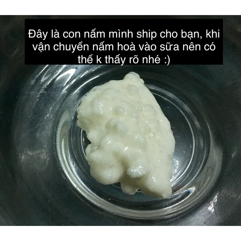 Nấm sữa Kefir-Bảo hành nếu nấm chết-Mua 6 bịch tặng rây nhựa | BigBuy360 - bigbuy360.vn