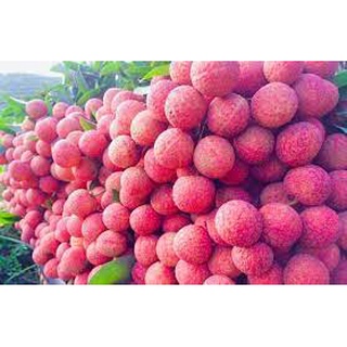 Cây Giống vải thiều Thanh Hà
