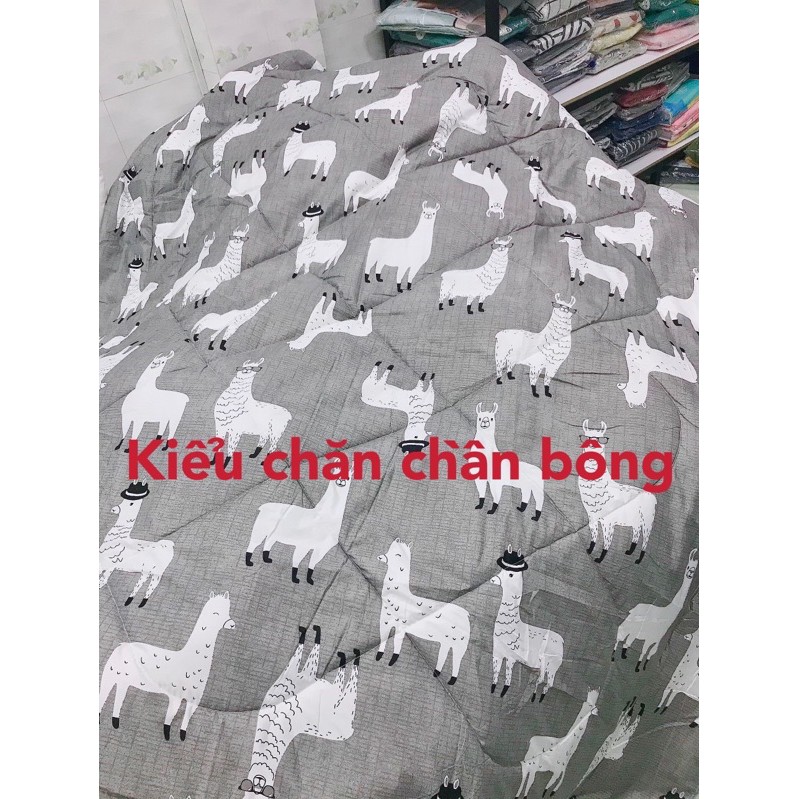 Bộ ga giường cotton poly 5 món chăn có chần bông