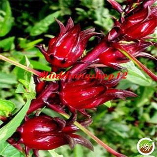 Hạt Giống Hoa Atiso Đỏ Tặng Kèm Kích Mầm