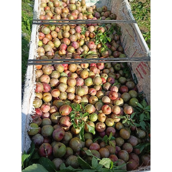 1kg mận hậu trái mùa mộc châu
