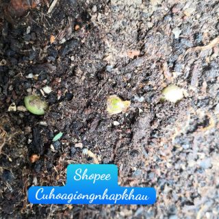 Combo 4 Củ Giống CADATUM