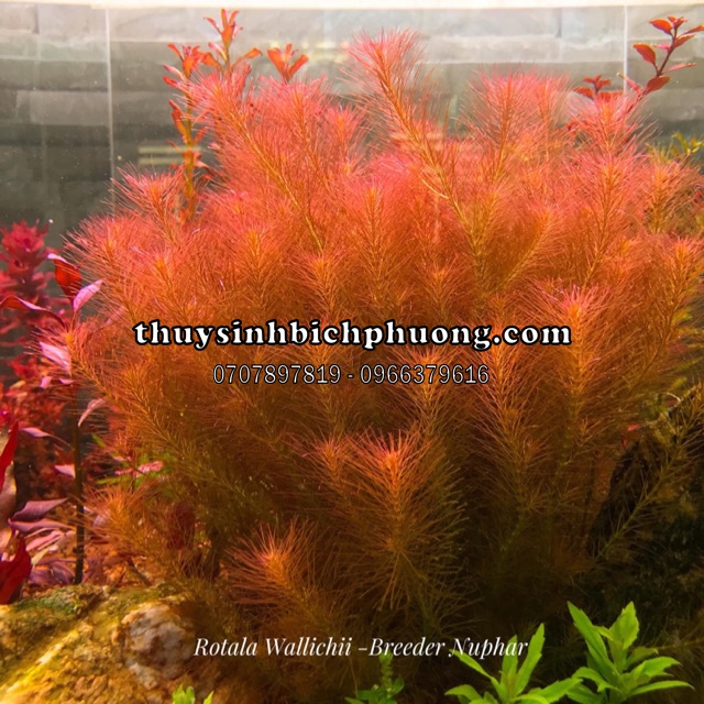 ROTALA WALLICHII THUỶ SINH