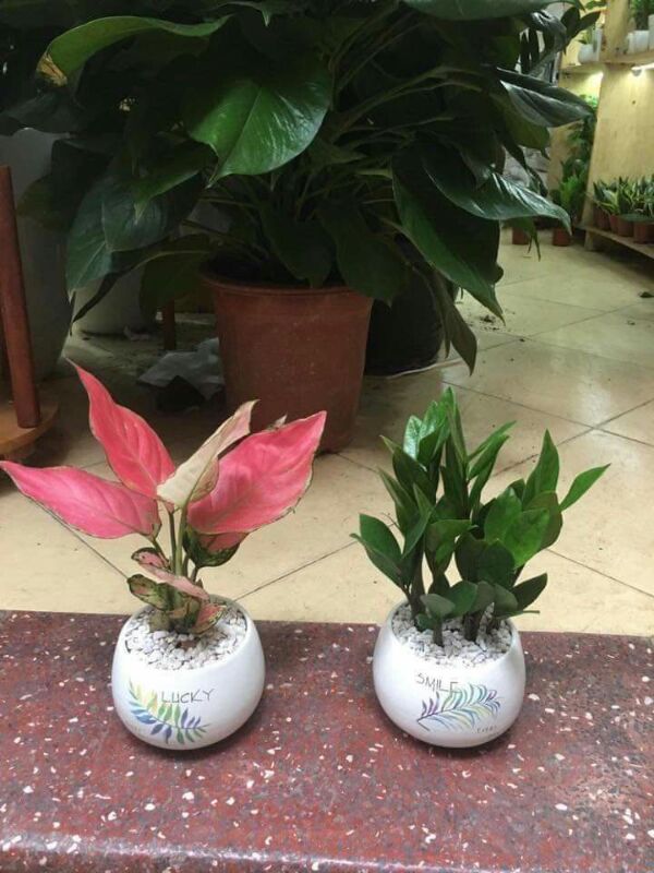 Giống cây phong thủy