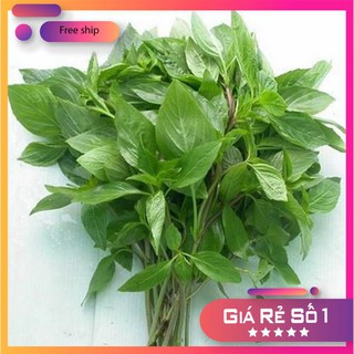 Hạt giống Rau quế