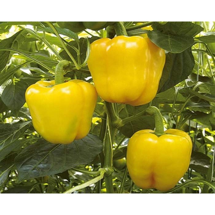 💥💧[SIÊU HOT] Hạt Giống Ớt chuông vàng 10 Hạt (golden seed) [GIÁ RẺ]💥💧