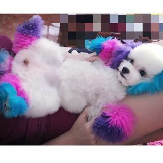 Thuốc nhuộm lông cún Brooklyn