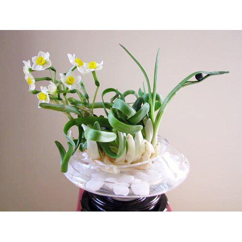 1 Củ Hoa Thủy Tiên size to loại thùng trắng 12 củ_Thủy tiên nước thủy sinh