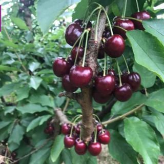 CÂY GIỐNG CHERRY MỸ ĐỎ