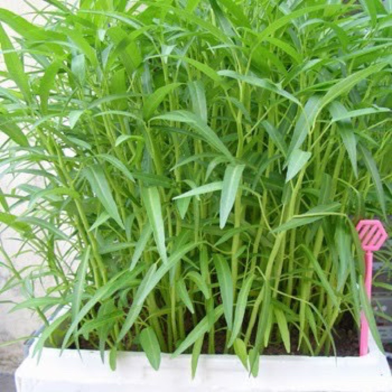 HẠT GIỐNG RAU MUỐNG, đóng gói 50gr, cực dễ trồng, giàu dinh dưỡng, chế dưỡng, chế biến được nhiều món.