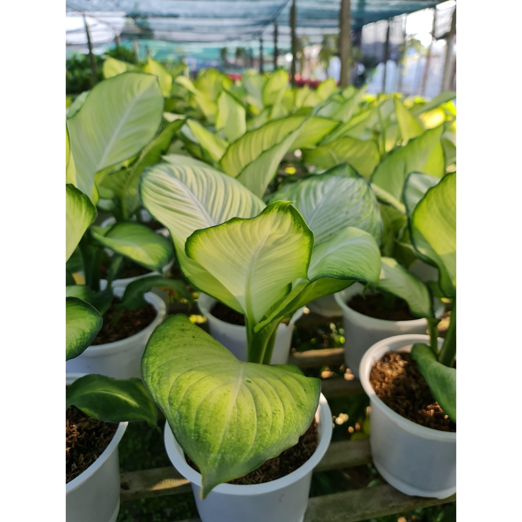 CÂY THIÊN HOÀNG ,, phong thuỷ để bàn mini GIÁ RẺ, lọc không khí, Cây Tươi Nguyên CTN0110