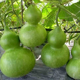 Hạt giống bầu hồ lô